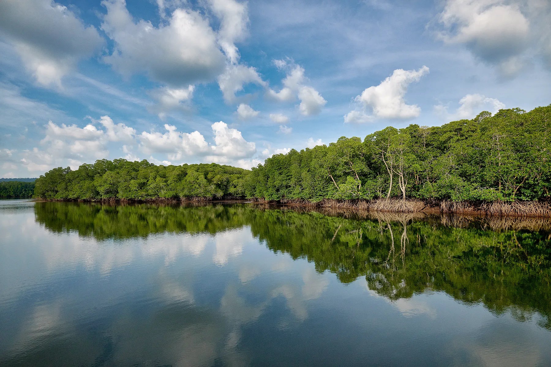 Nature’s Mirror I
