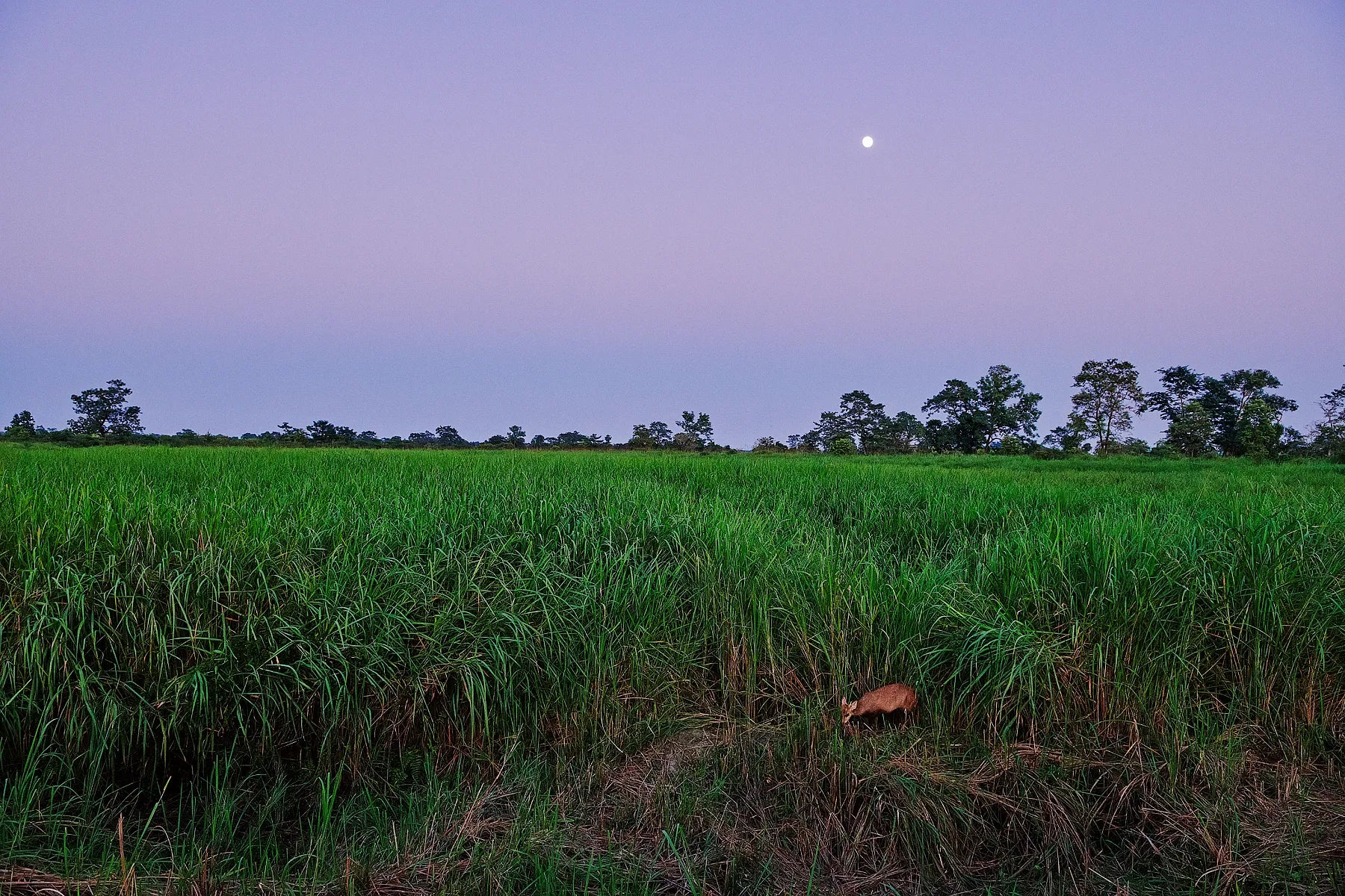 Lone Barking Deer I