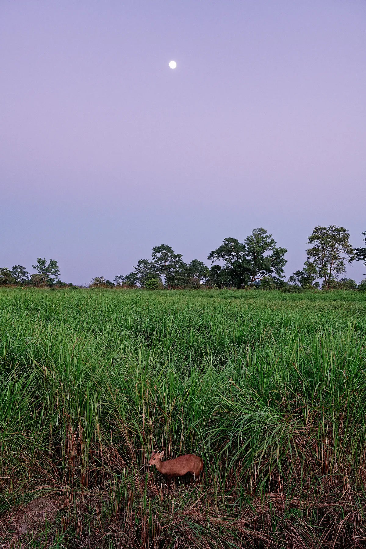 Lone Barking Deer II
