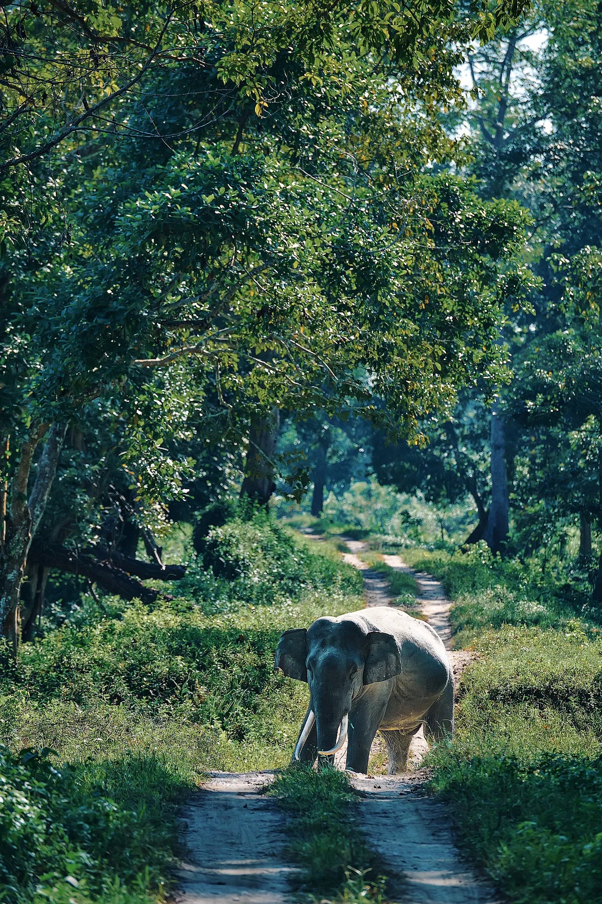 Lone Elephant