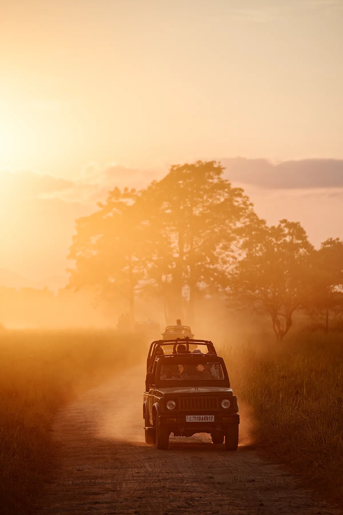 Into the Wild Light
