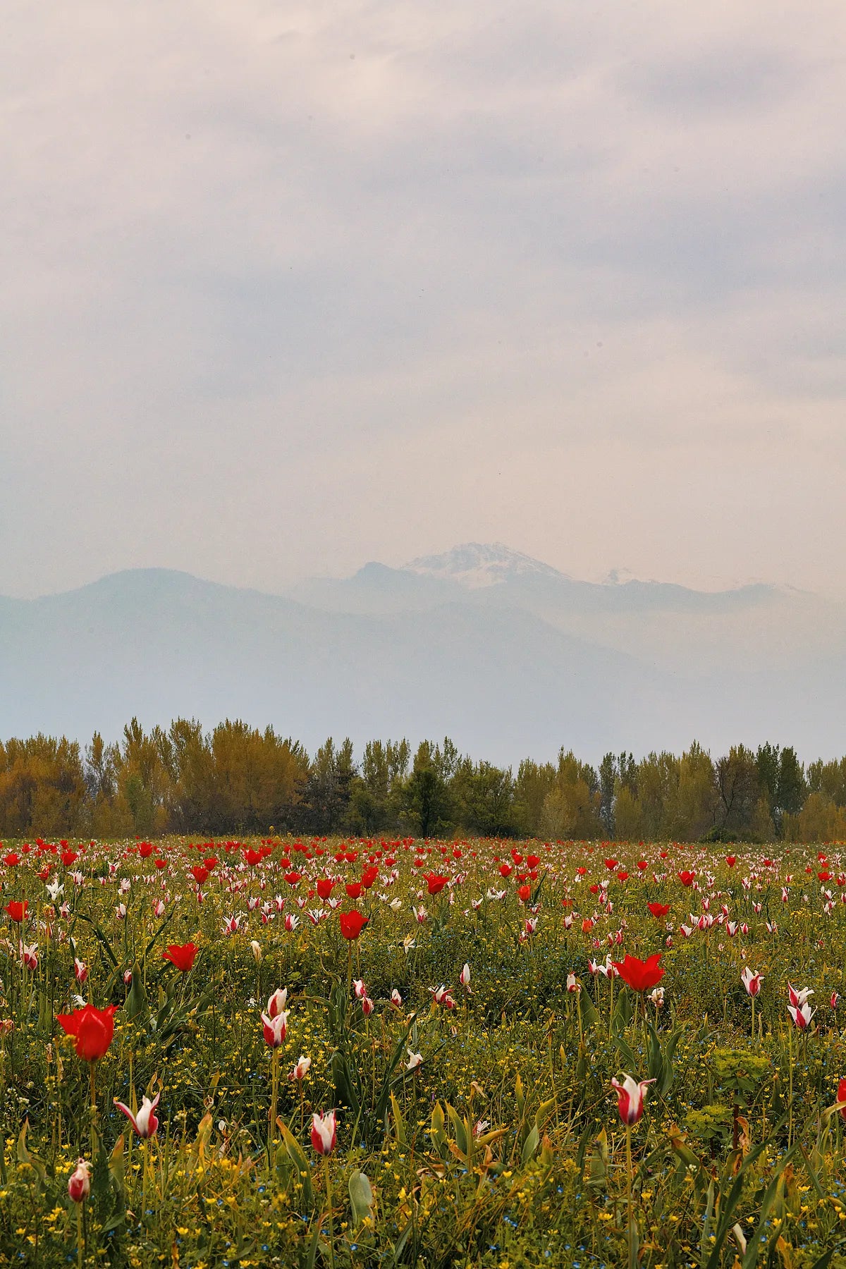 Springtime in Srinagar