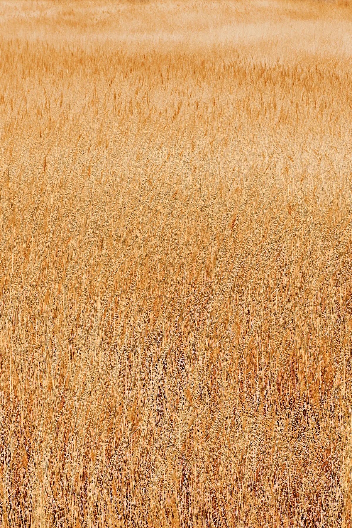 Golden Waves