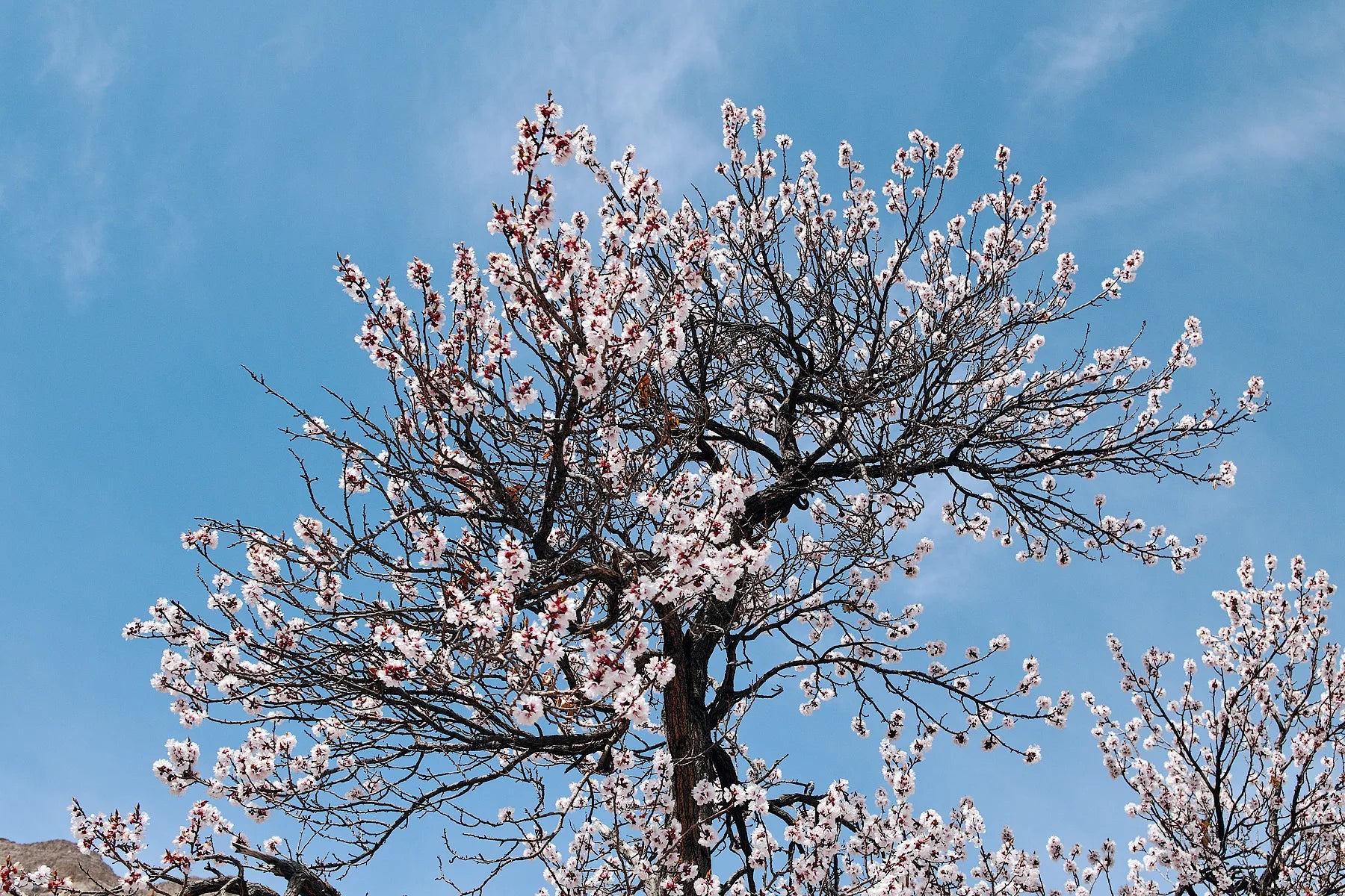 Spring Awakening