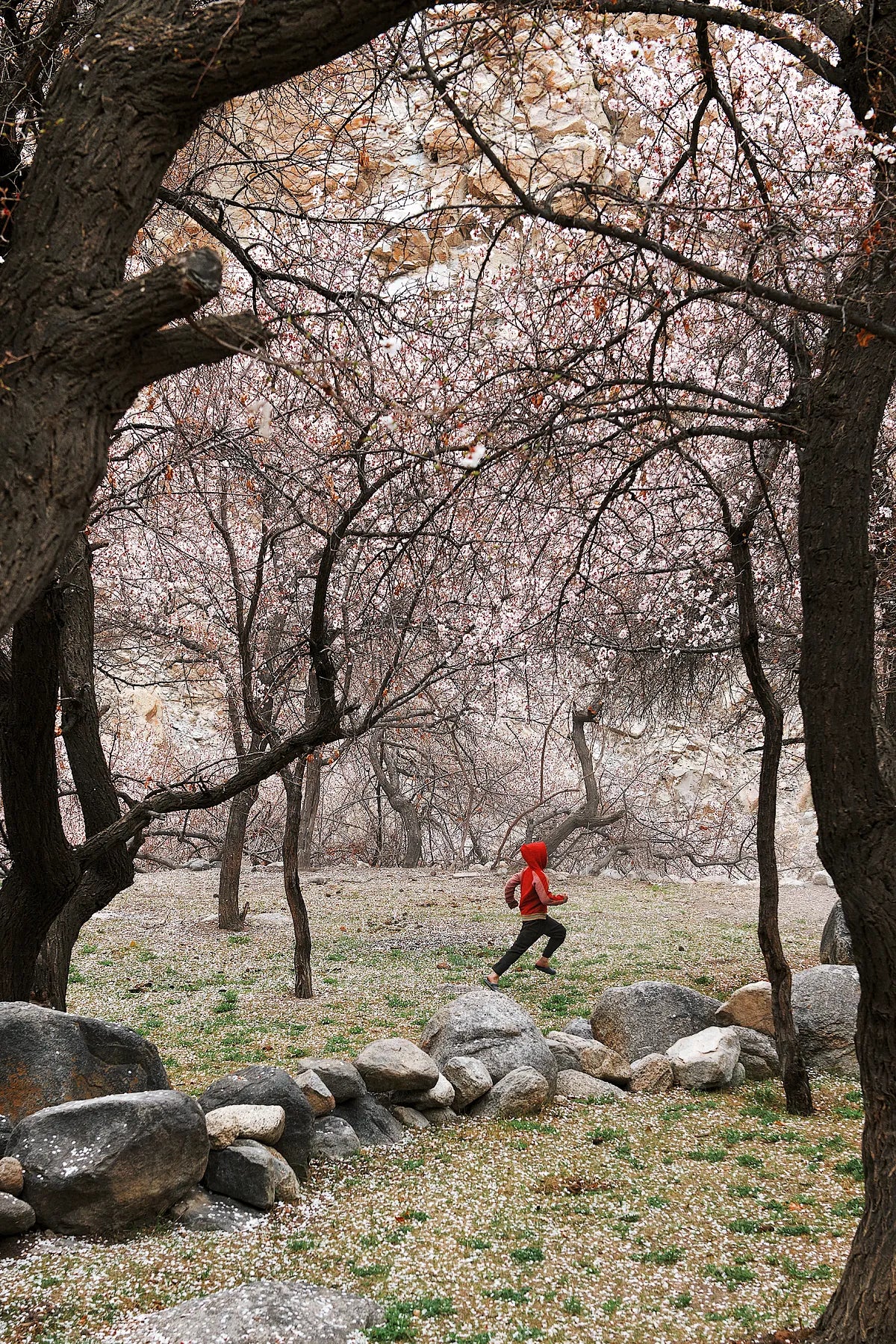 Run Through the Blossoms