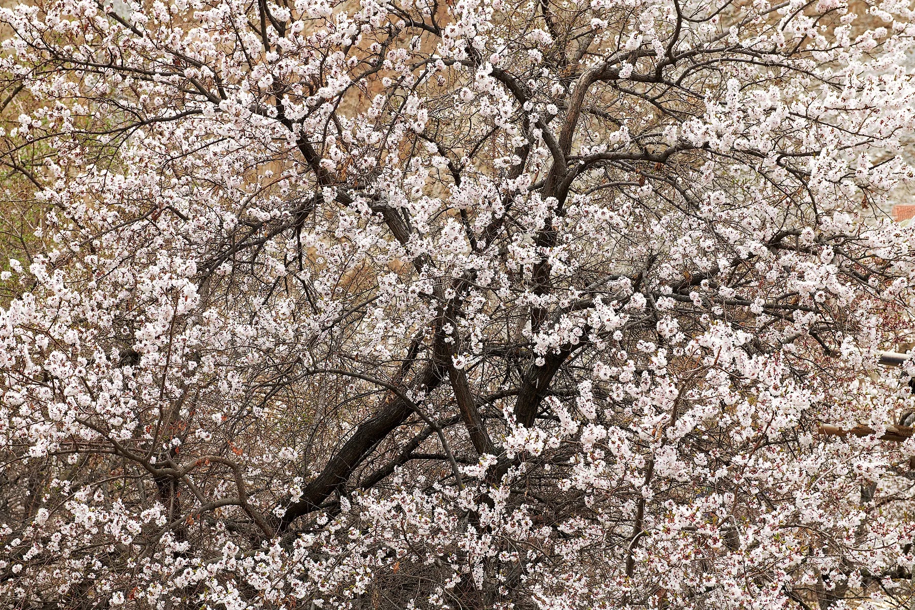 Blossoms Against the Barrens