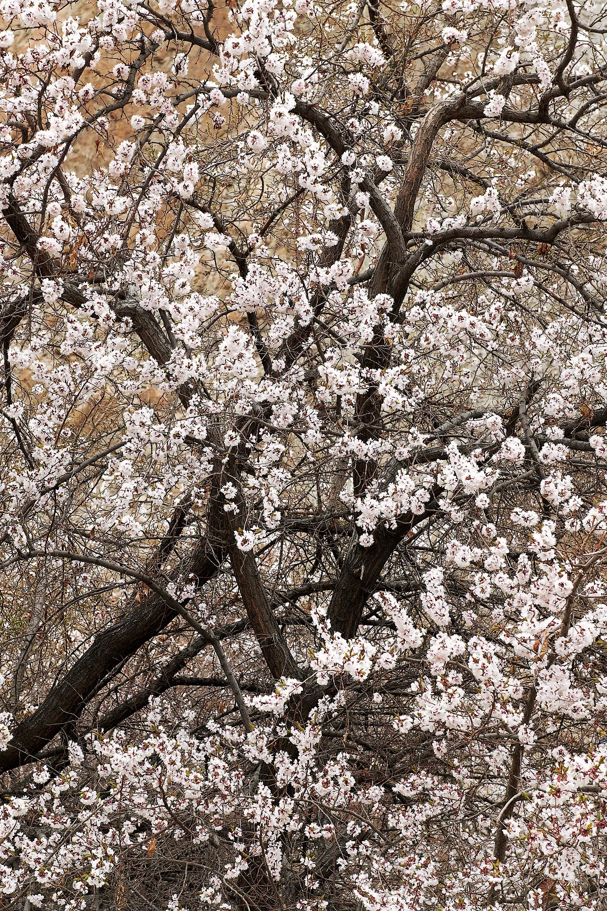 Spring’s Arrival