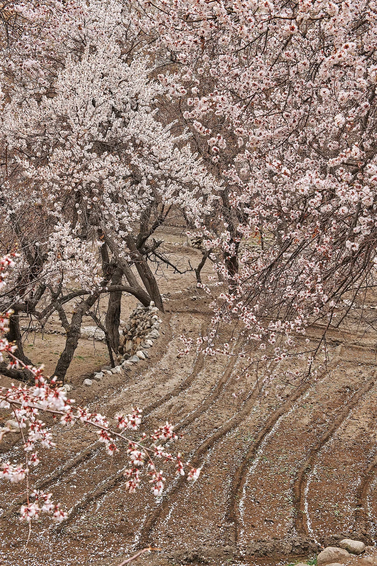 Spring's Embrace